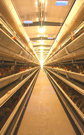 poultry cage system
